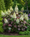 Image to render