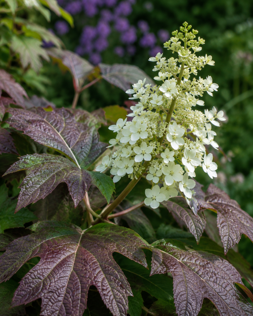 Hortensia à feuilles de chêne (fleurs blanches)