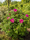 Image to render