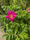 Image to render