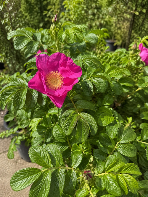Rosier rugueux