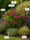 Image to render