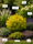 Image to render