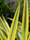 Image to render