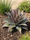 Image to render