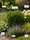 Image to render