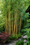 Image to render