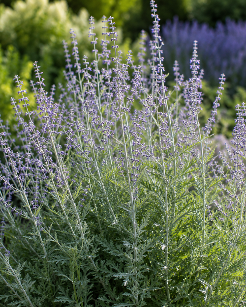 Sauge d'Afghanistan (Perovskia)