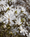 Image to render