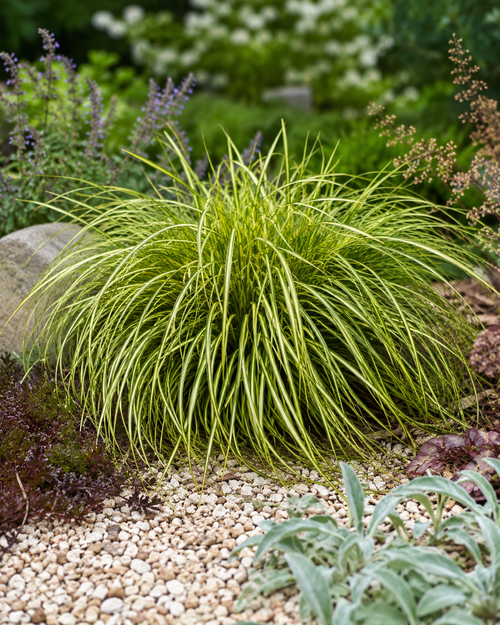 Laîche d'Oshima (Carex oshimensis Eversheen)