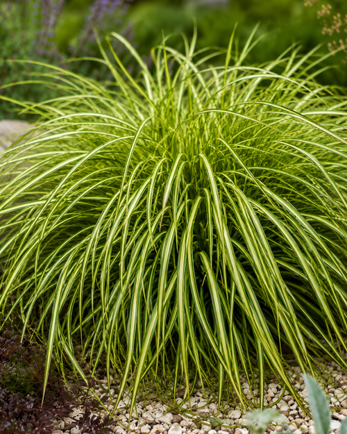 Laîche d'Oshima (Carex oshimensis Eversheen)