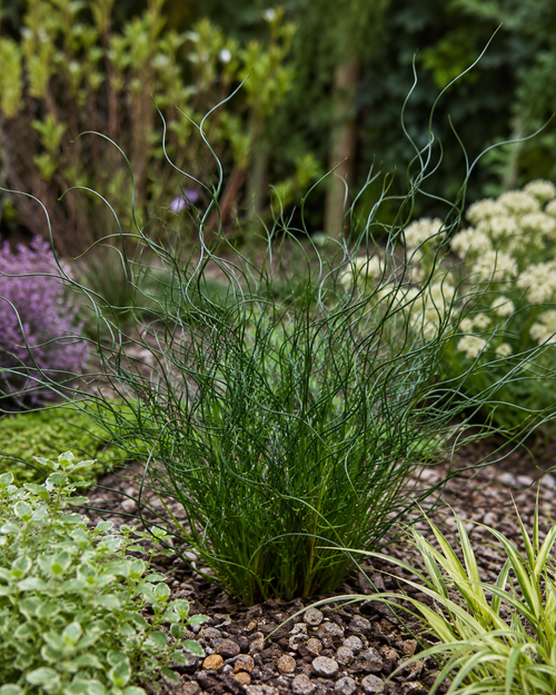 Jonc spiralé (Juncus effusus Spiralis)