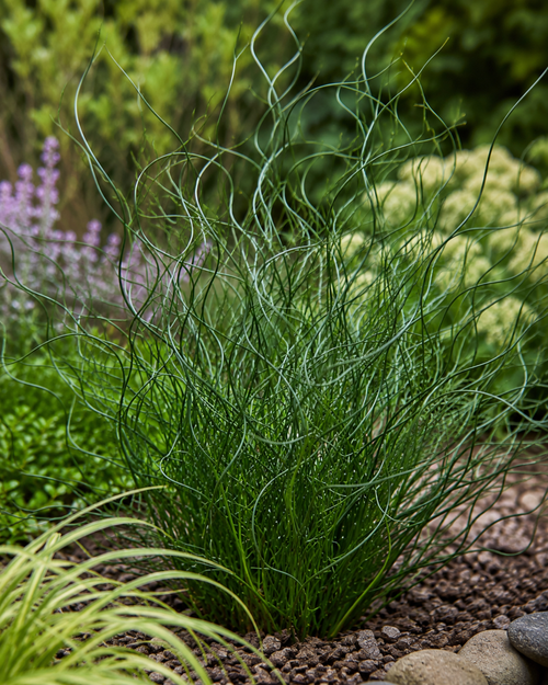 Jonc spiralé (Juncus effusus Spiralis)