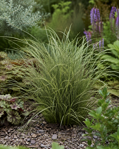 Laîche (Carex brunnea Variegata)