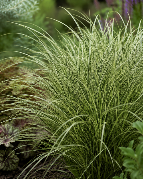 Laîche (Carex brunnea Variegata)