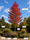 Image to render
