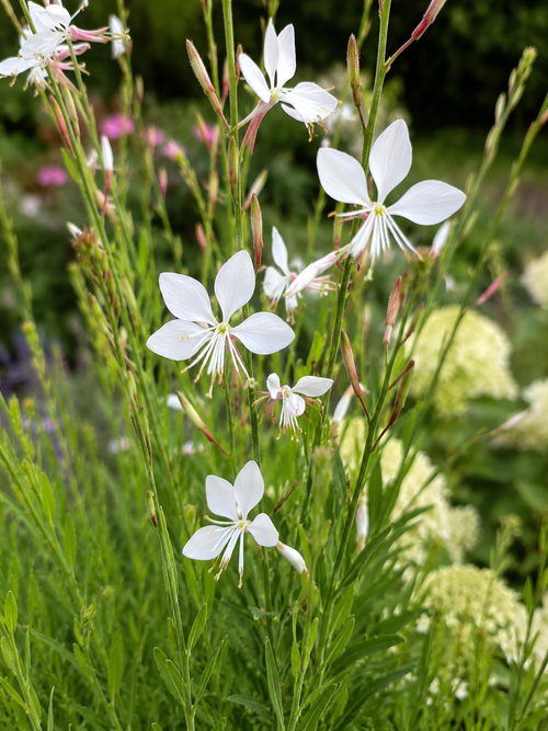 Gaura blanche
