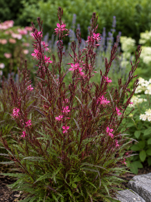 Gaura rouge