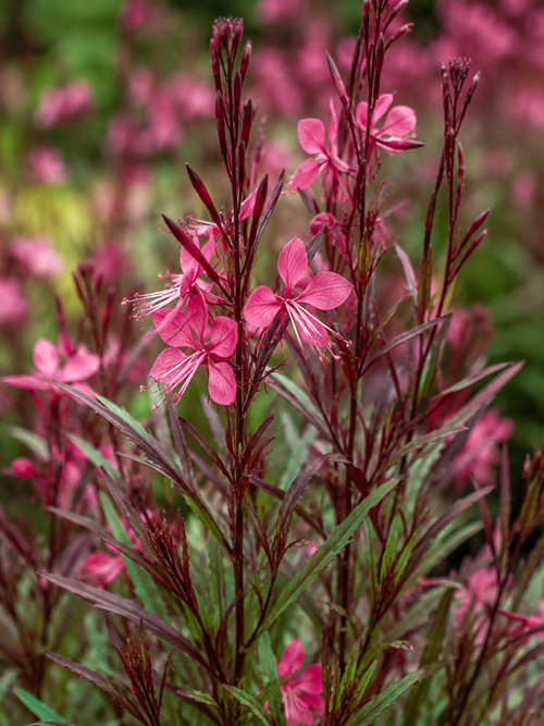 Gaura rouge
