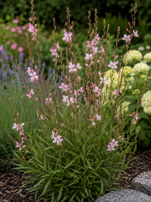 Gaura rose