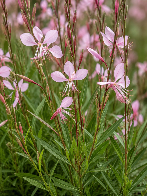 Gaura rose