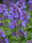 Image to render