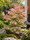 Image to render