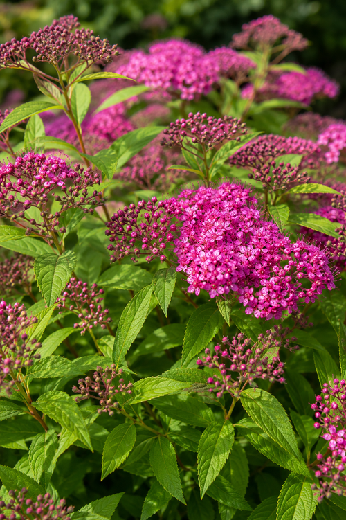 Spirée du Japon rose