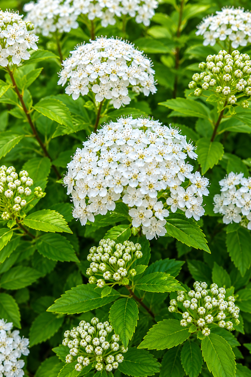 Spirée du Japon blanc