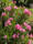 Image to render
