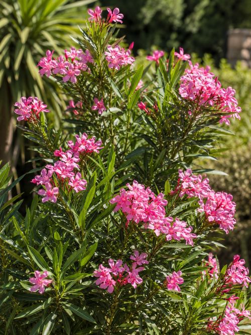 Laurier Rose en Jardinière