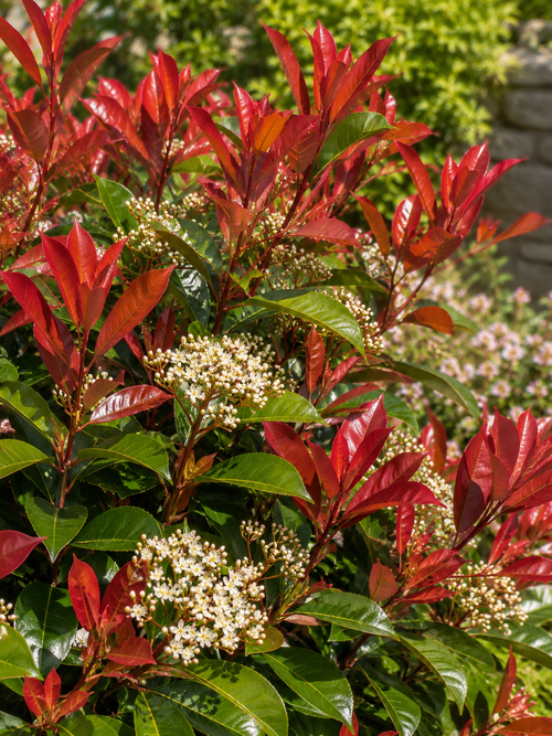 Photinia Red Robin en jardinière