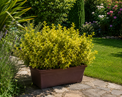 Fusain du Japon 'Aureus' en jardinière (Euonymus Japonicus)