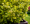 Image to render