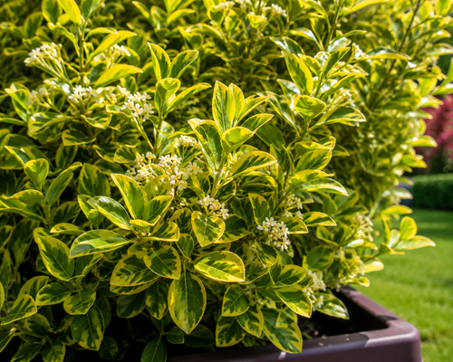 Fusain du Japon 'Aureus' en jardinière (Euonymus Japonicus)
