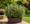 Image to render