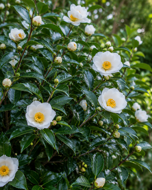 Camélia d'Automne en jardinière