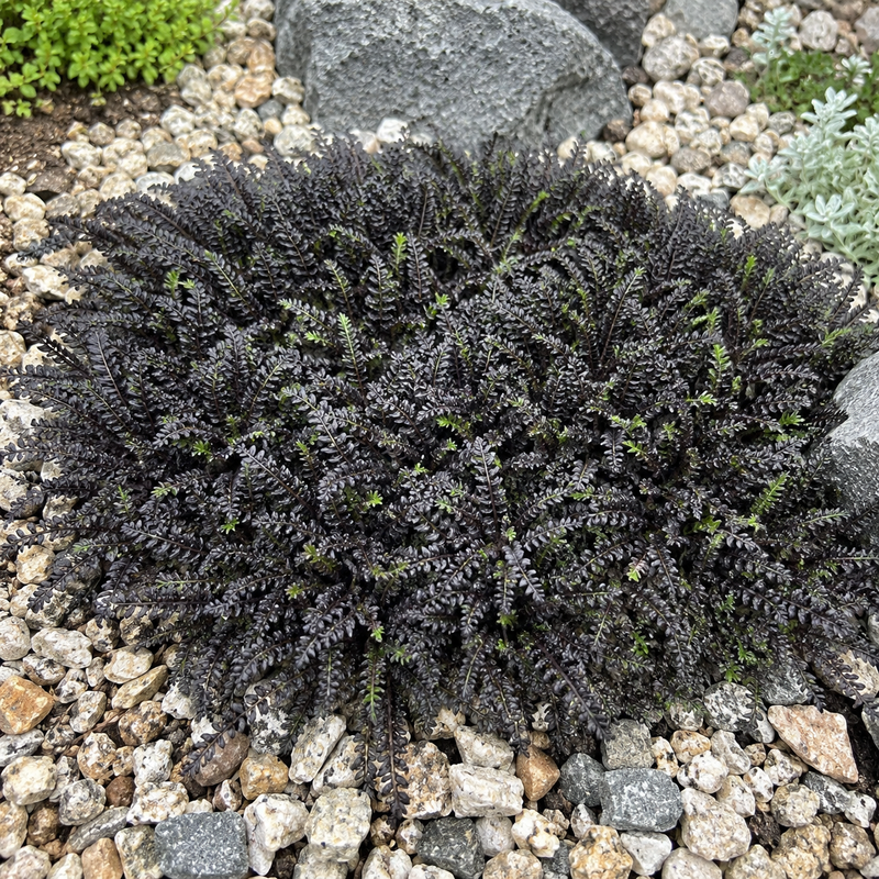 Leptinella squalida