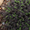 Image to render