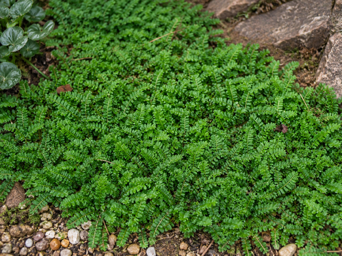 Leptinella squalida