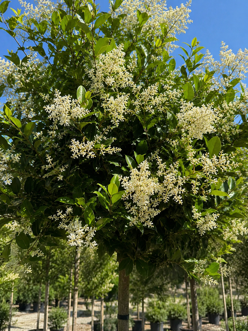 Troène du Texas en tige (Ligustrum japonicum Texanum)