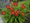 Image to render