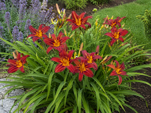 Hemerocallis