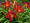 Image to render