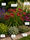 Image to render