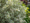 Image to render