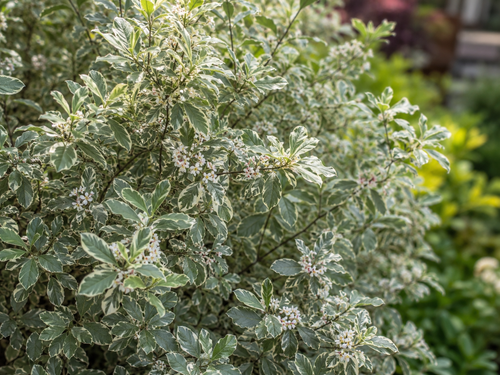 Pittosporum tenuifolium 'Elizabeth'