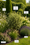 Image to render