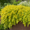 Image to render