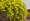 Image to render